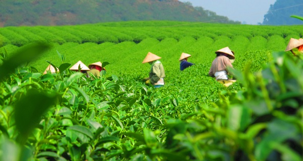 用科學(xué)說話春茶是否存在農(nóng)藥超標(biāo)問題？用農(nóng)藥殘留速測(cè)儀一測(cè)究竟！